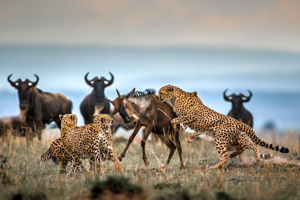 The Perfect 5-Day Kenya Safari: An Epic Itinerary for First-Timers